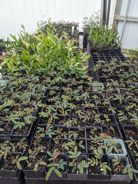 Volunteer native plant nursery a growing success