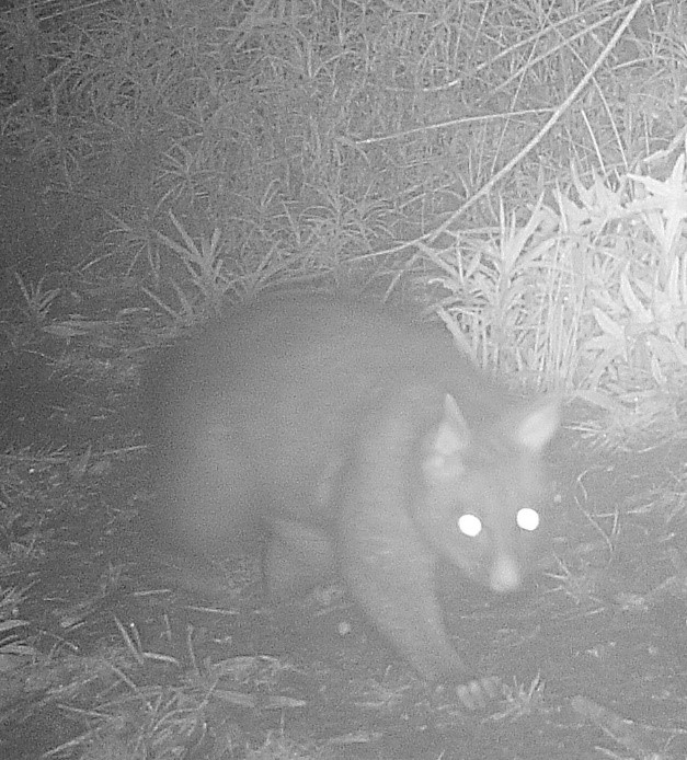 Combining a Landcare Action Grant with a Trail Camera