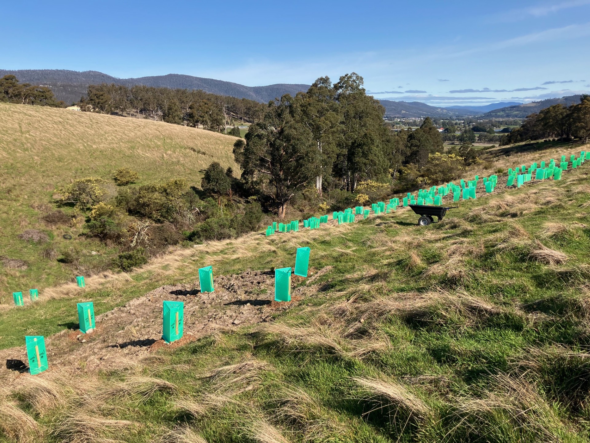 TLF Plant Grant