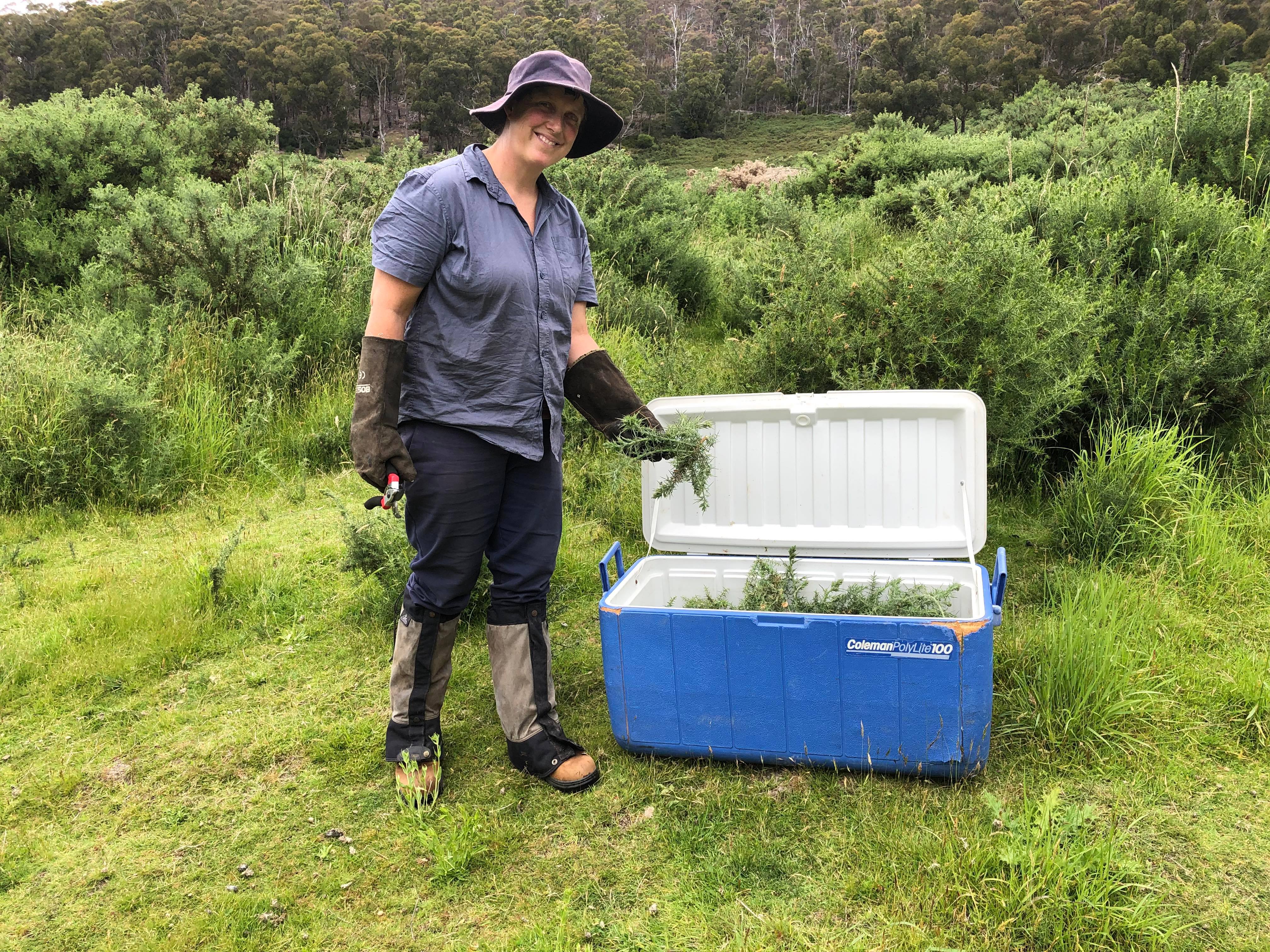 Gorse Biocontrol Project Update