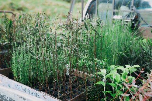 The TLF Plant Grant: A new small grant for member projects