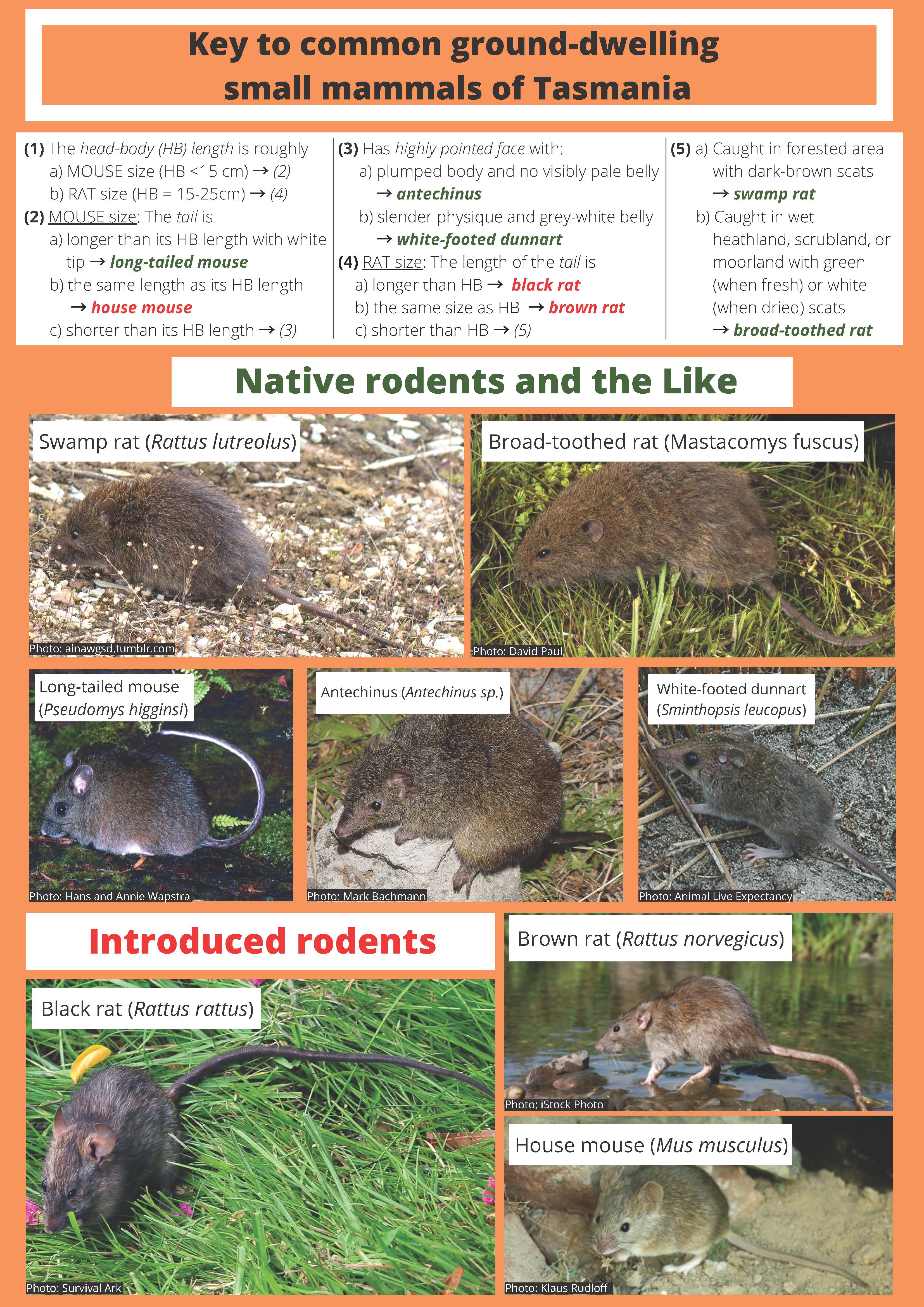 Help needed - are you culling black rats? 