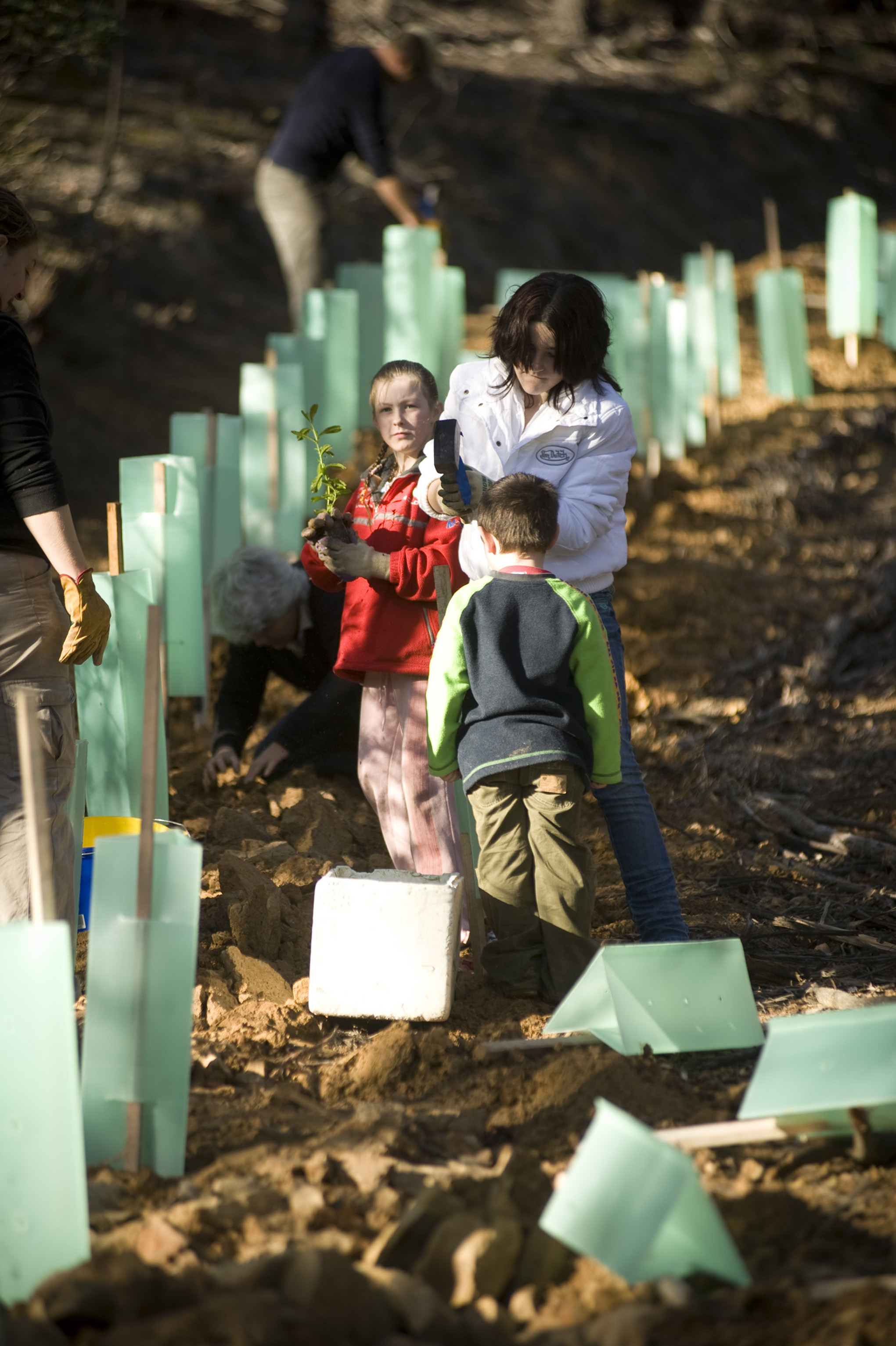 Revegetation