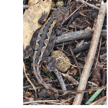 Rokeby Hills Community Landcare Group Inc logo