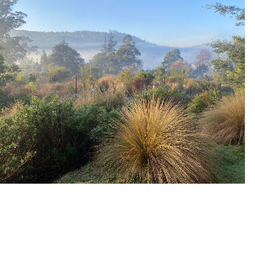 Spring Farm Koonya logo