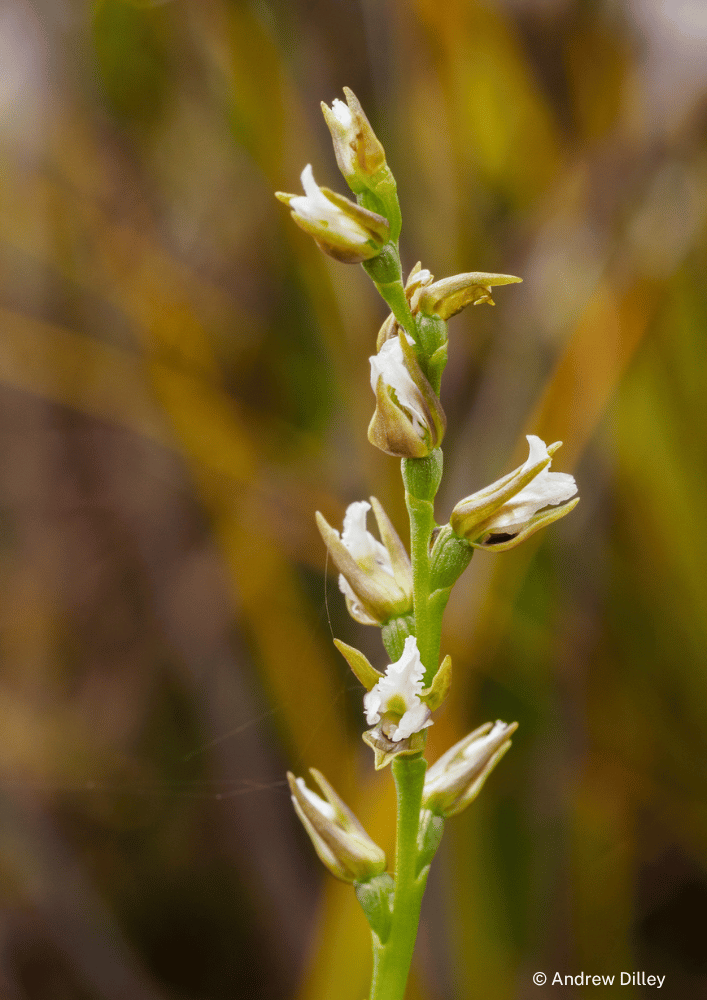 Milford Forest Annual Orchid Monitoring Report