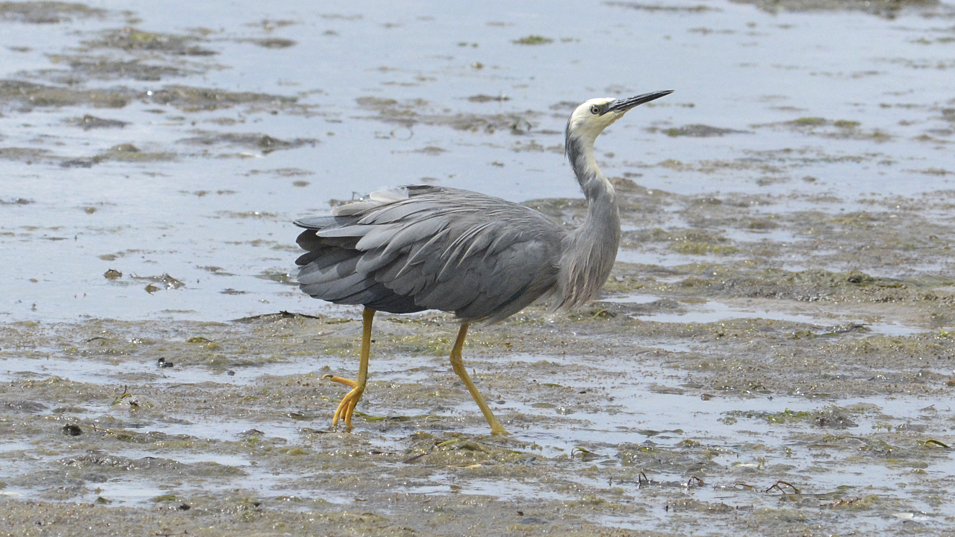 Rivers to Ramsar with NRM South