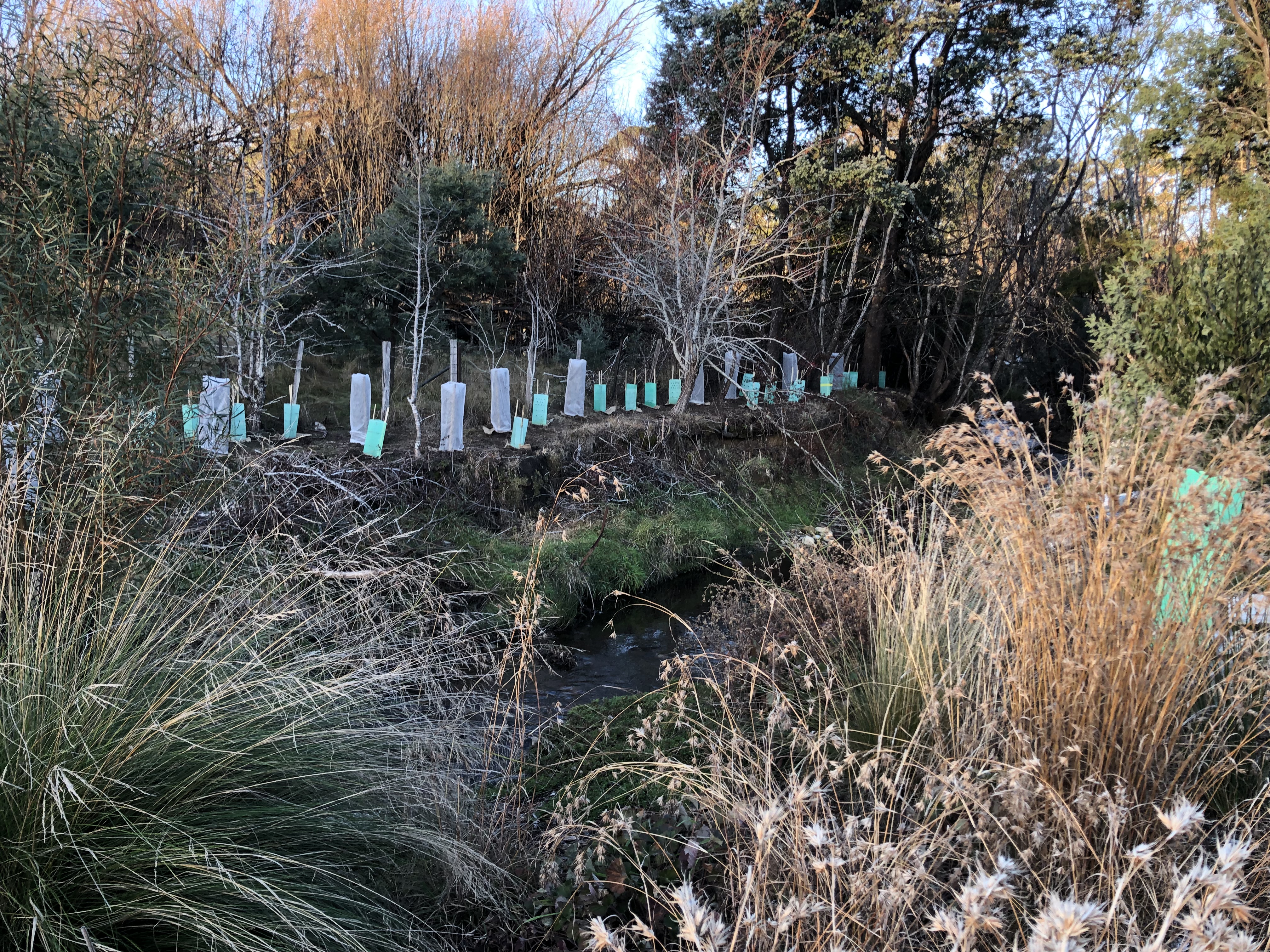 Members plant 4,000 trees across the state