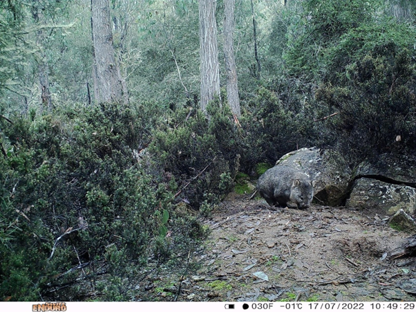 Wildlife Camera Orders