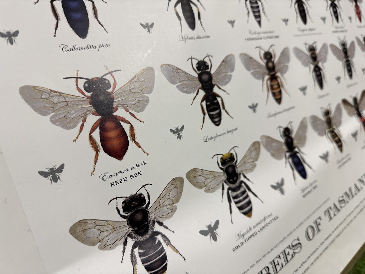 Discovering Tasmania's native bees