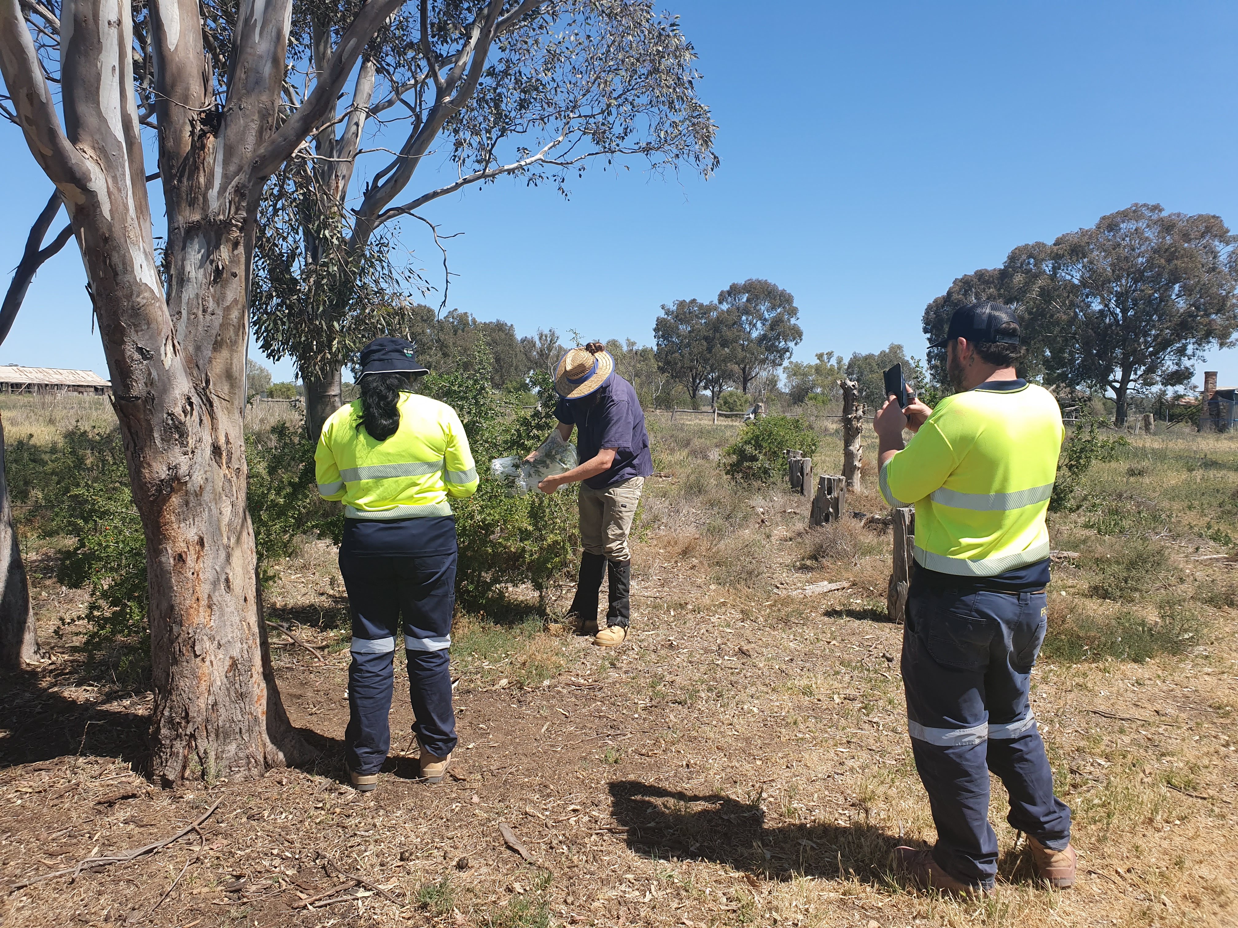 African Boxthorn Biocontrol Field Day - South