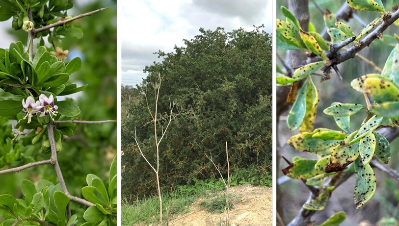 National African Boxthorn Biocontrol Project 2025-27
