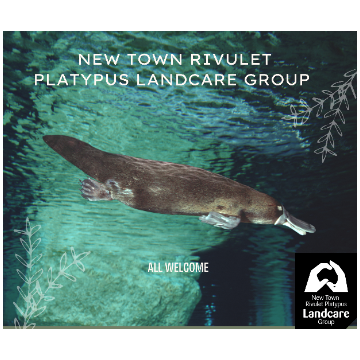 New Town Rivulet Platypus Landcare Group Regular Meeting