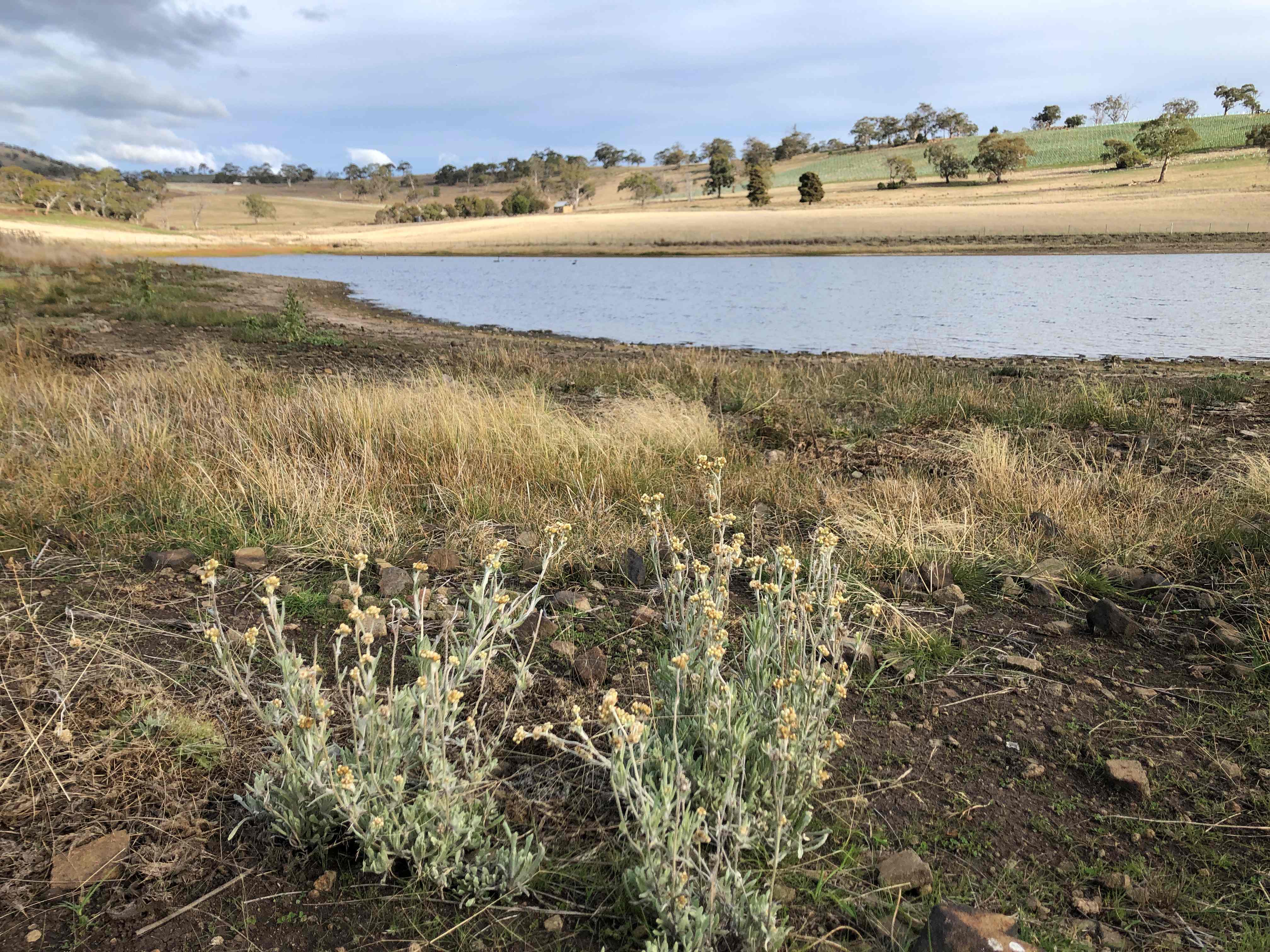 The Ripple Effect Project