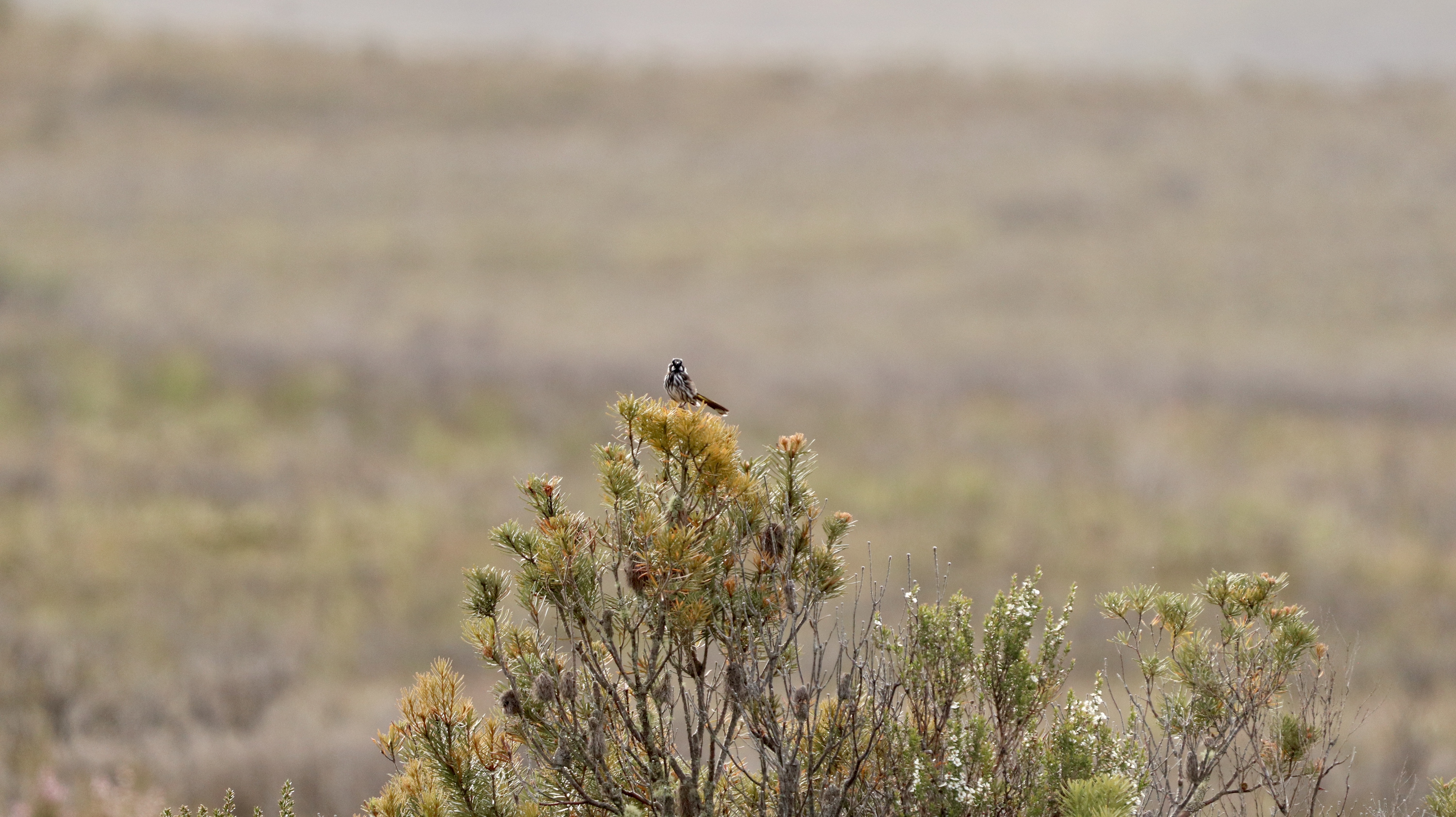 Support for Covenant Holders and High Conservation Value Landholders