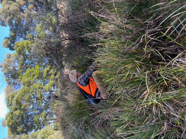 Tramway Hill Landcare Group Working Bee Saturday 15th August 2026