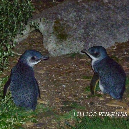 Friends of Lillico Penguins logo