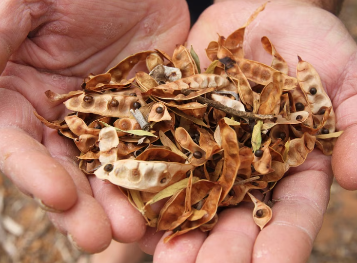 Seeds, Plants and Propagation