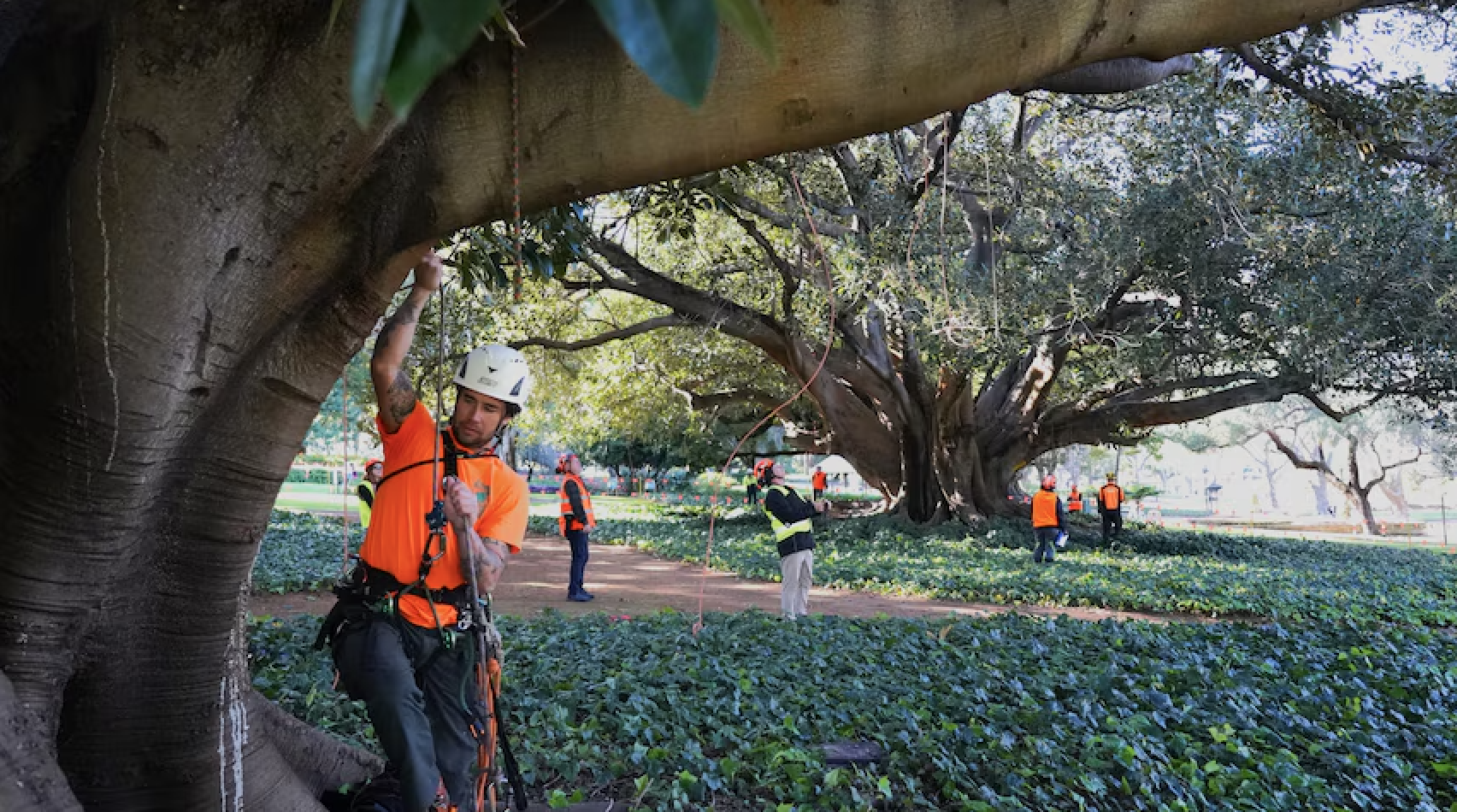 Polyphagous Shot-Hole Borer for Landcarers