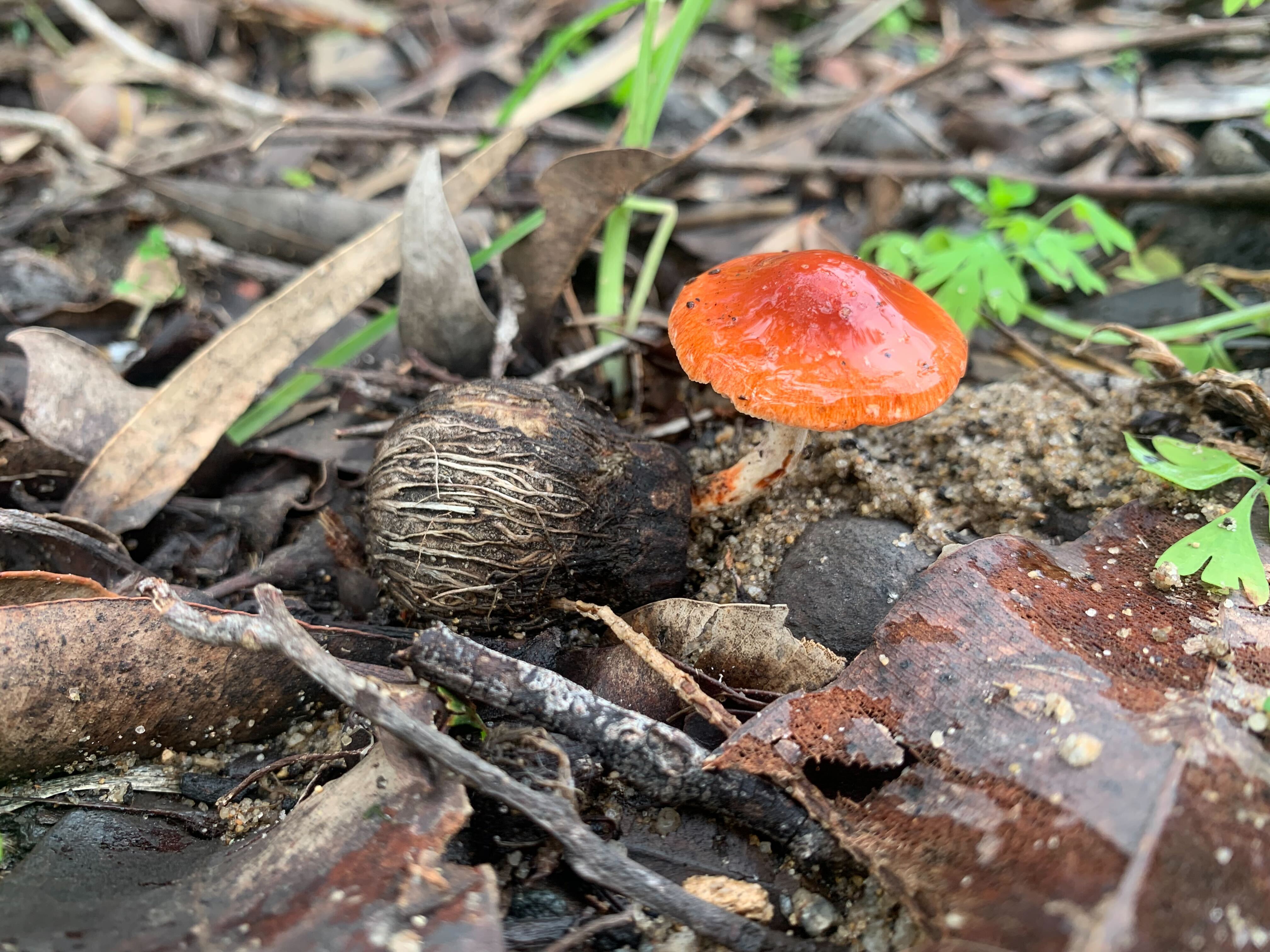 Fungi for Landcarers 