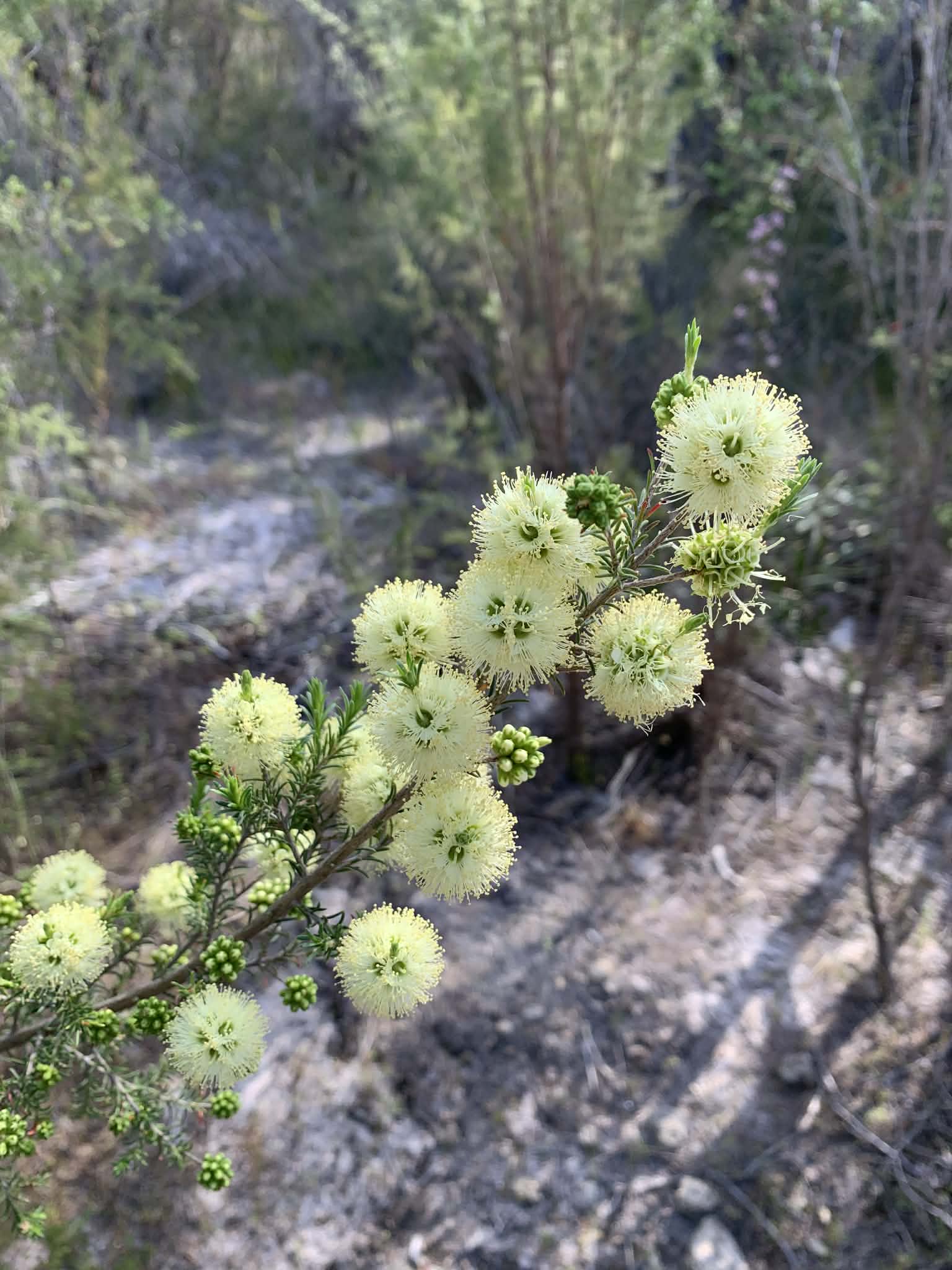 The Atlas of Living Australia and Community Landcare 
