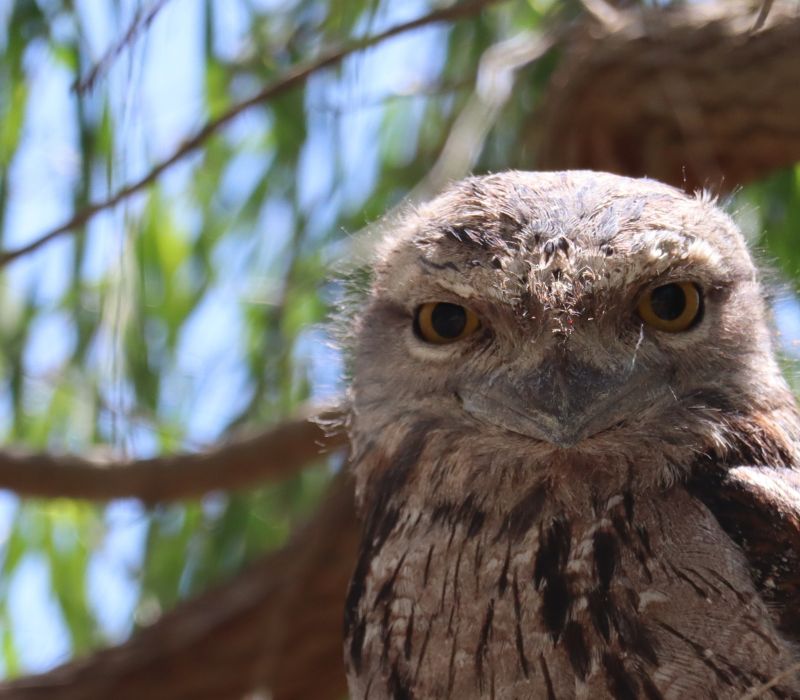 WA Landcare Network News -February 2025