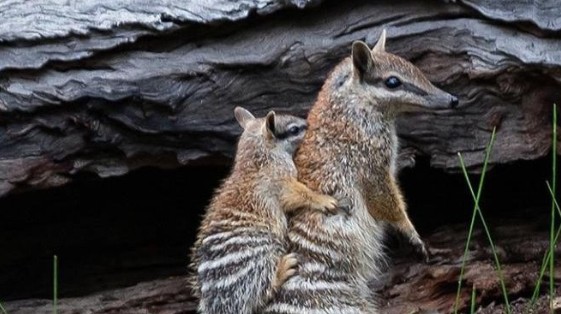 WA Landcare Network News - November 2025