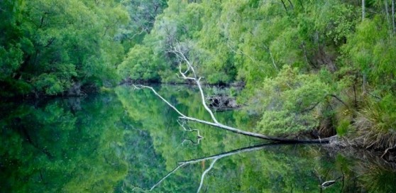 WA Landcare Network News - December 2025