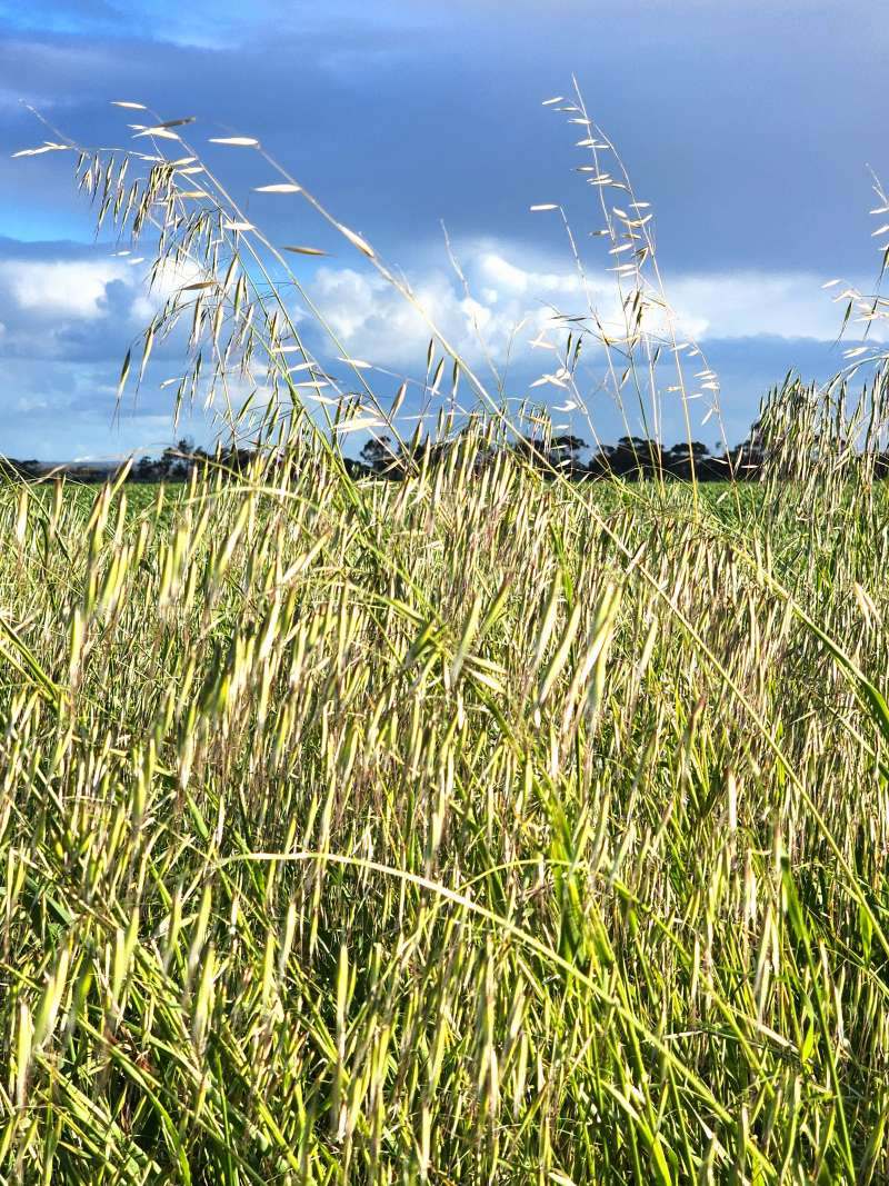 Weeds of the South-West