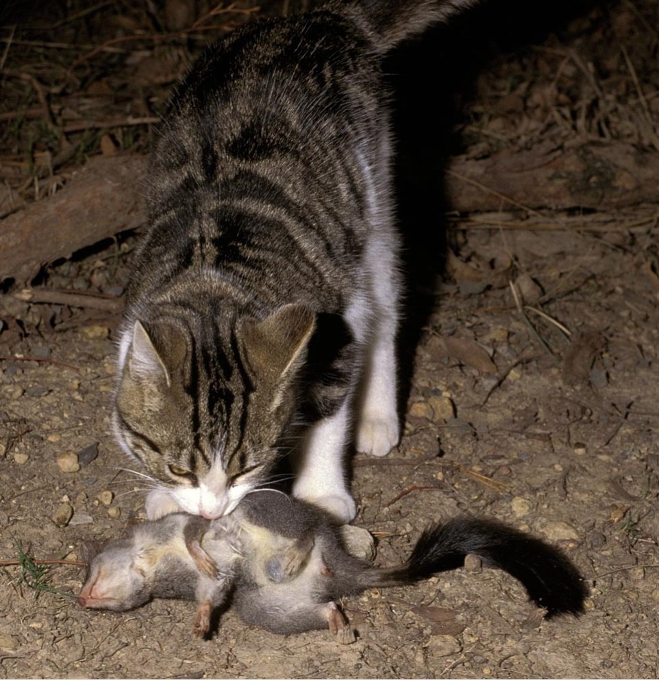 Feral Cats in Western Australia