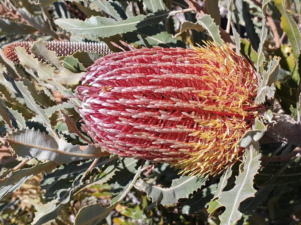 Dieback - The Biological Bulldozer