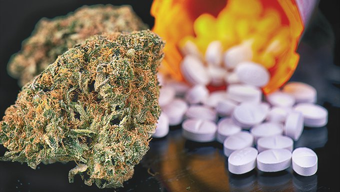 Cannabis_bud_and_opioid_pills.jpg
