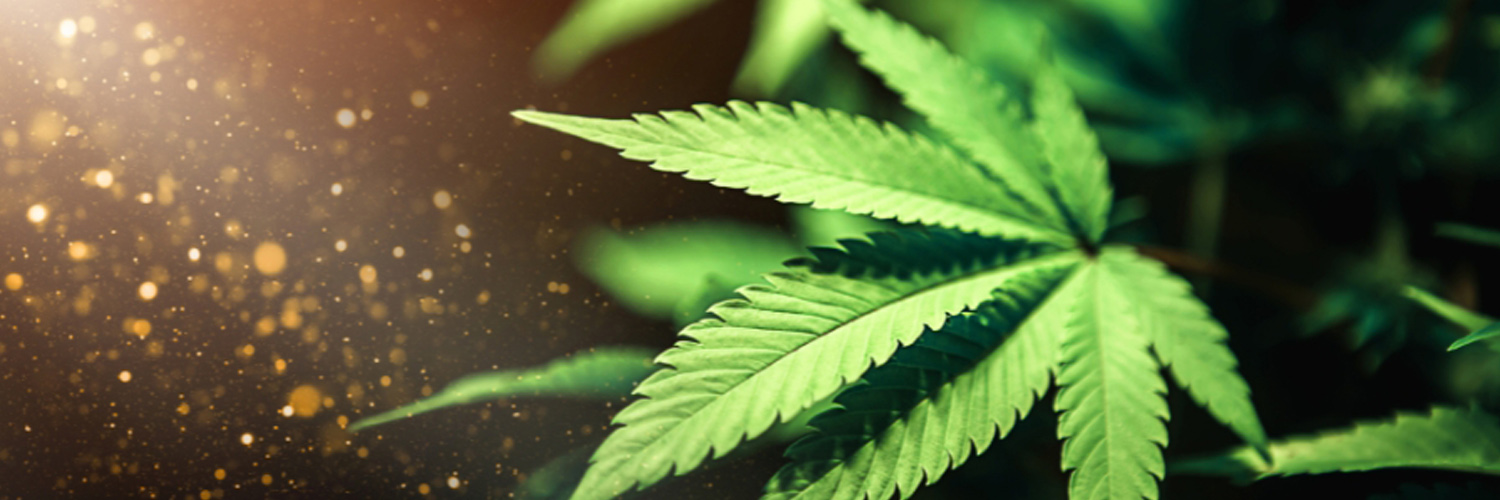 Legalise Cannabis Party