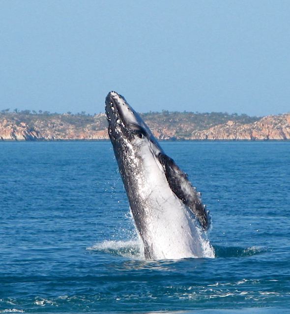The Kimberley coast is the nursery for the world's largest humpback whale population. Each year, 35,000 humpback whales migrate to the Kimberley to give birth. Image Credit: Kevin Pearce