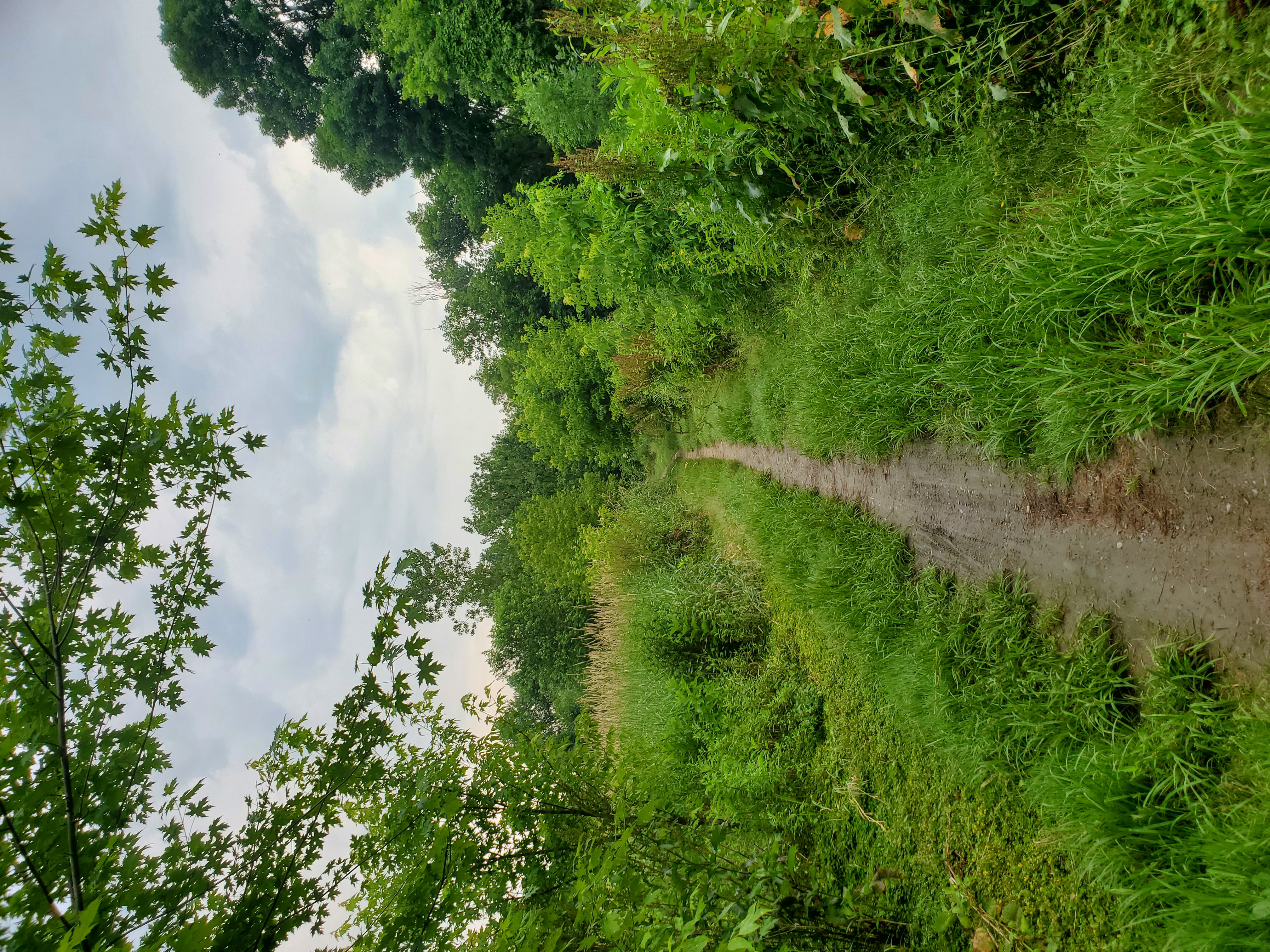 a narrow dirt trail on a grassy path, surrounded by overgrown trees and flowers
