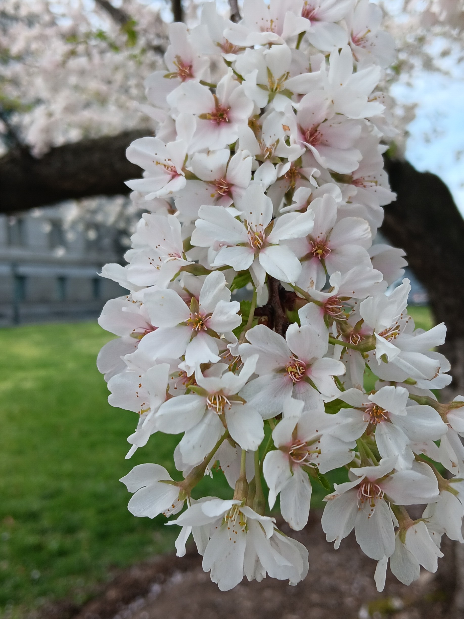 close up on a clump of pink cherry blossoms