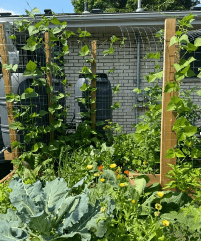 Backyard garden with vegetables, flowers, and a rain barrel