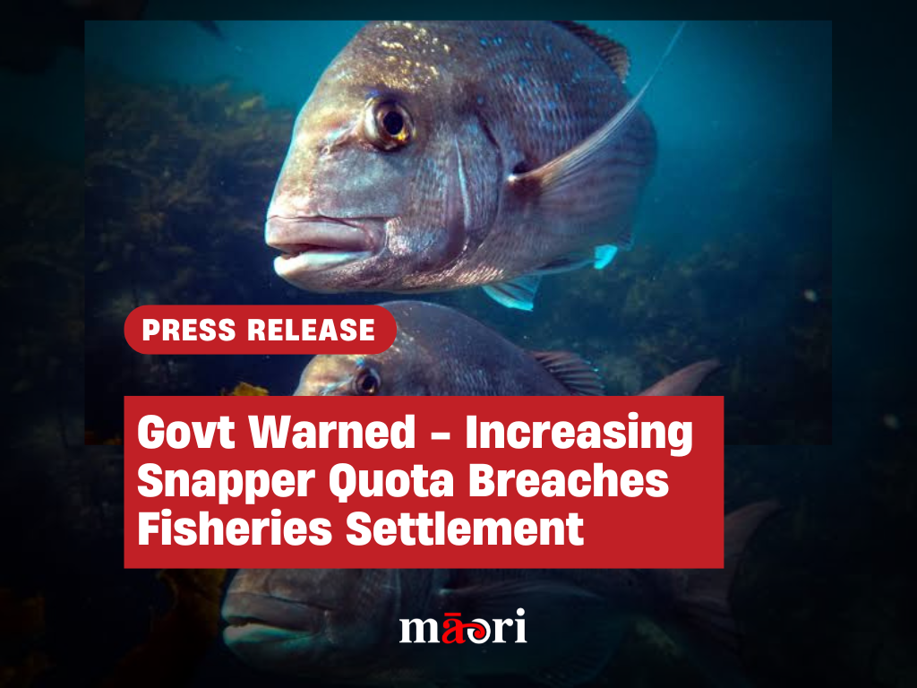 Govt Warned - Increasing Snapper Quota Breaches Fisheries Settlement preview image