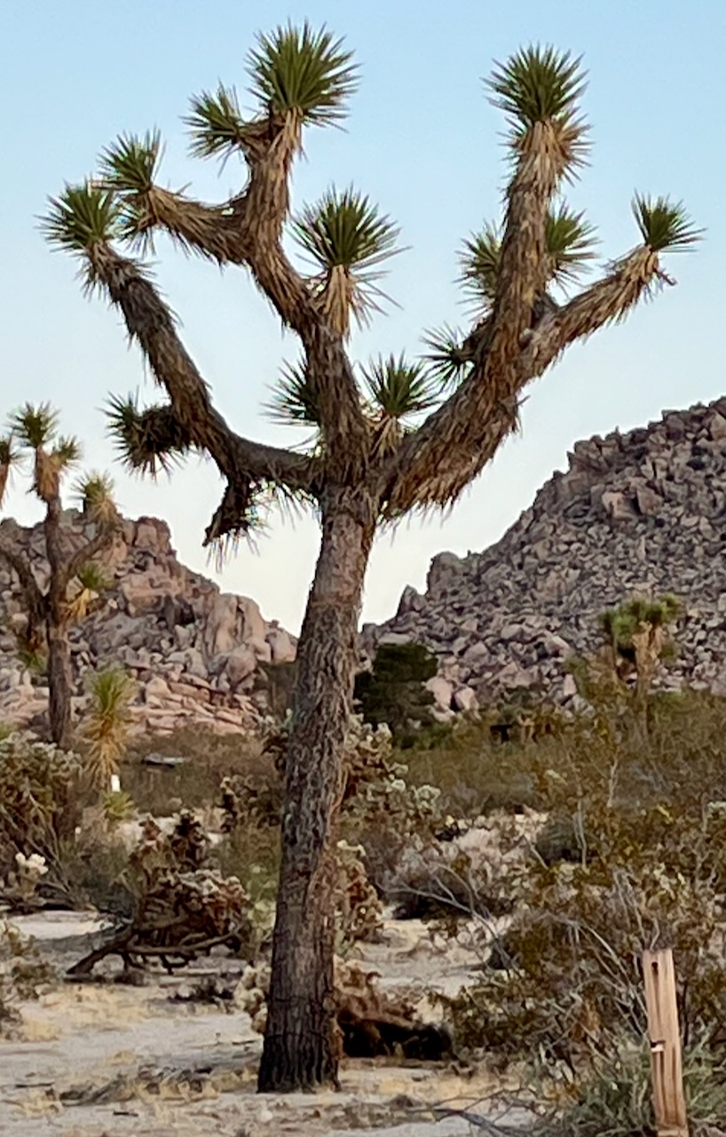 semi-symmetrical_Joshua_tree.jpeg