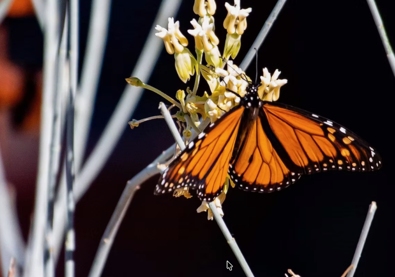 Monarch_-Matt_Astorga.jpeg