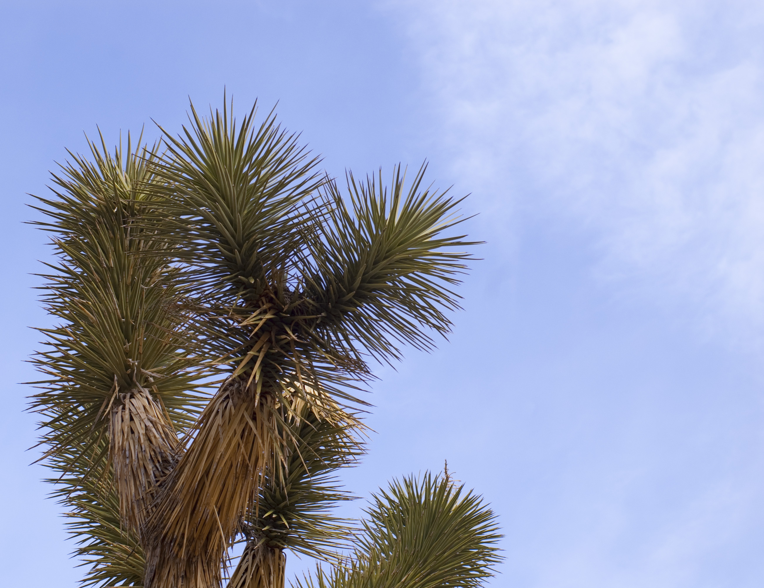 joshua tree shown against sky