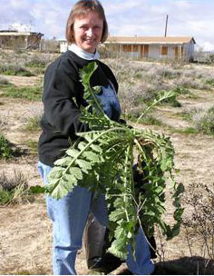 laraine-turk-sahara-mustard.jpg