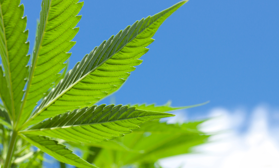 Cannabis leave