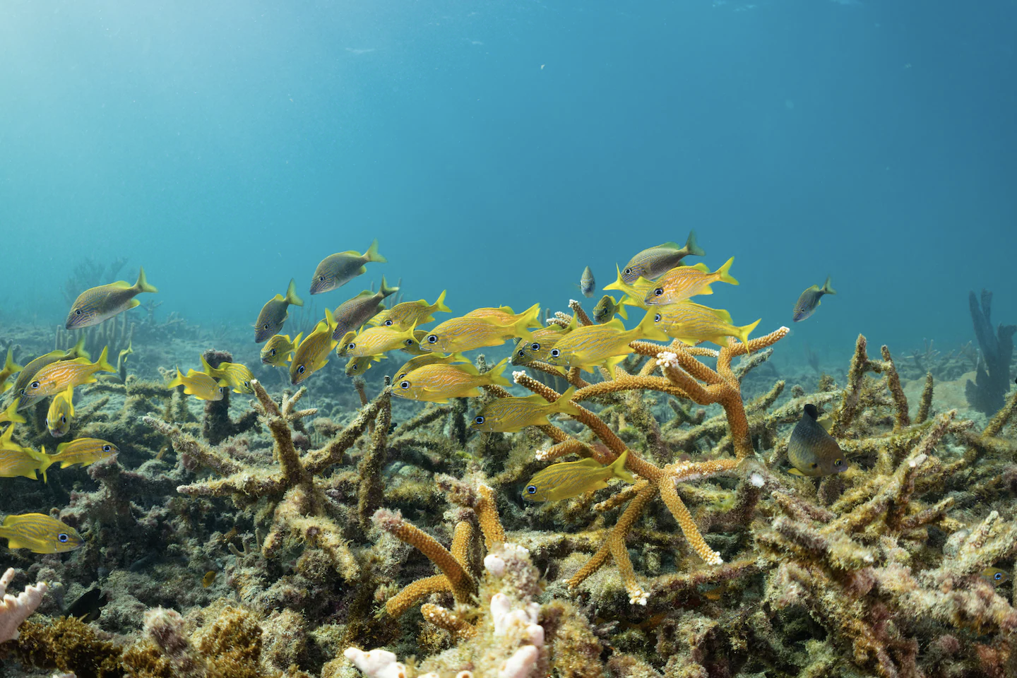 An Army Corps project could wipe out one of Florida’s last thriving coral reefs