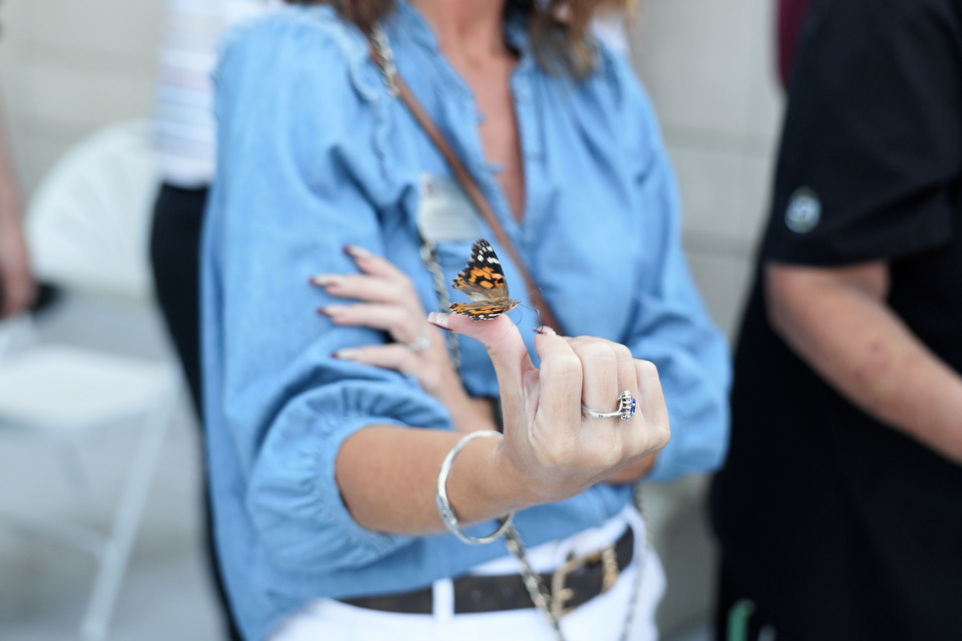 compressed-butterfly