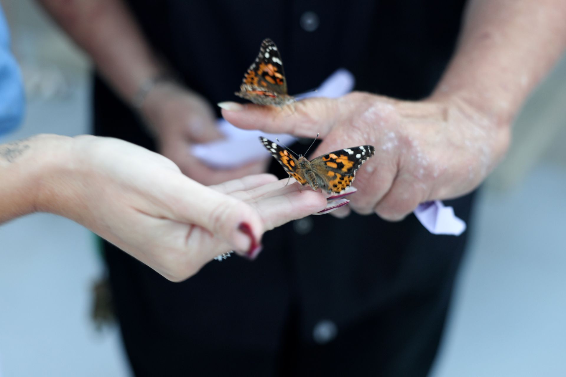 compressed-butterfly_2