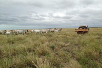 ABC News - Government proposes Rangelands Advisory Board