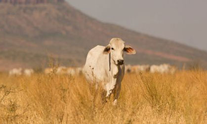 WA Today - Secret reports detail decline of pastoral leases