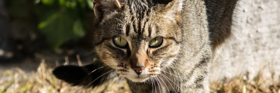 Feral feast: cats kill hundreds of Australian animals