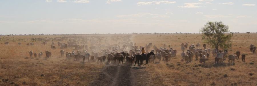 ABC News: New rangeland lease could see pastoralists shift focus